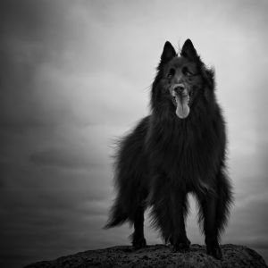 WolfCub and the rock.jpg